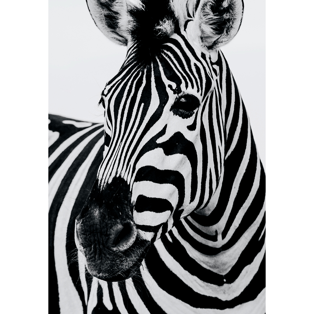 

Melancholic Zebra - 1000 Pieces Jigsaw Puzzle, 501 Original