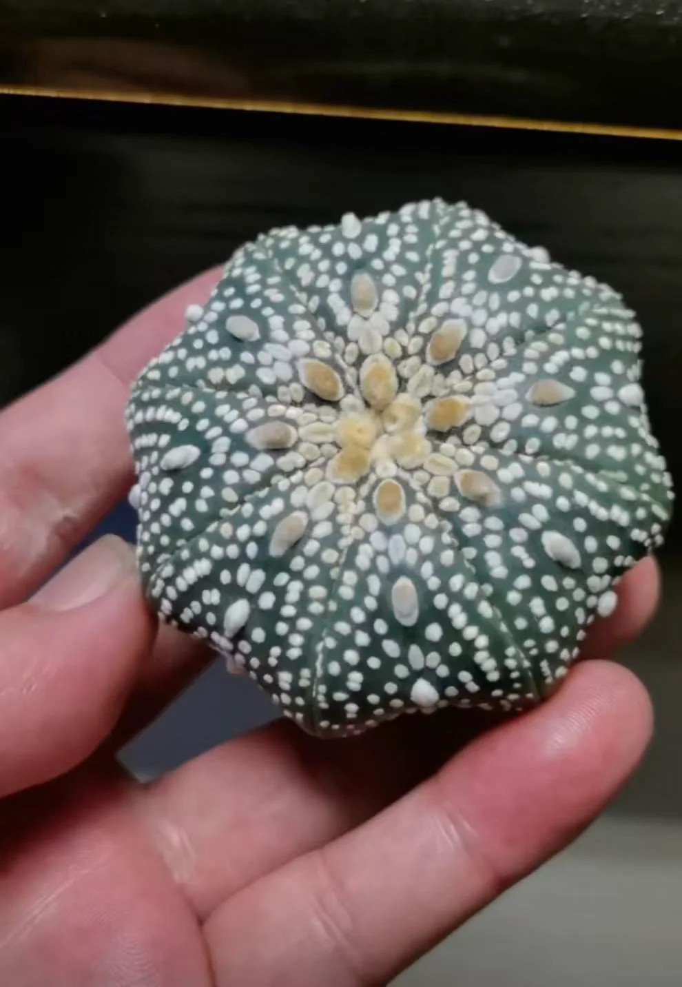 plant Aeonium Echeveria Haworthia  Caudex  Lithops Cactus  Agave 