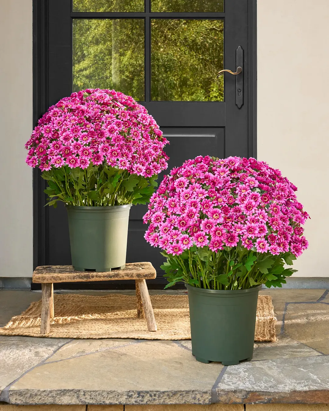 💥Last Day Each Only $2.59- Artificial Outdoor Sunset Mums Flowers - UV resistant. Waterproof. Windproof