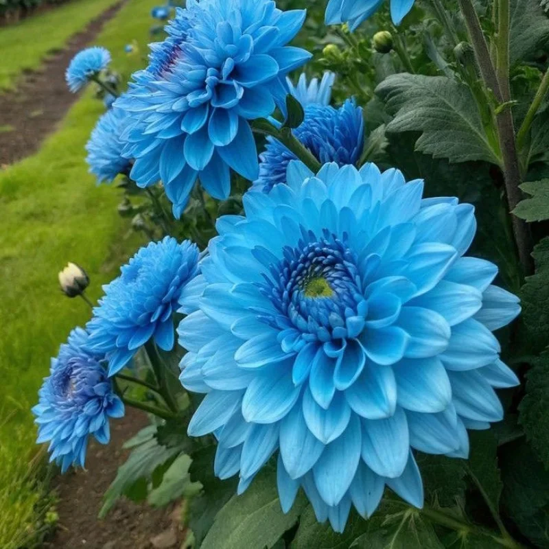 Ripple-Double dahlia bulbs