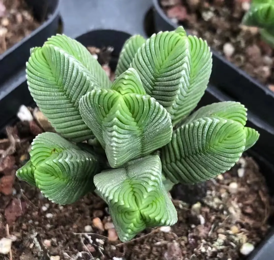 plant Aeonium Echeveria Haworthia  Caudex  Lithops Cactus  Agave 