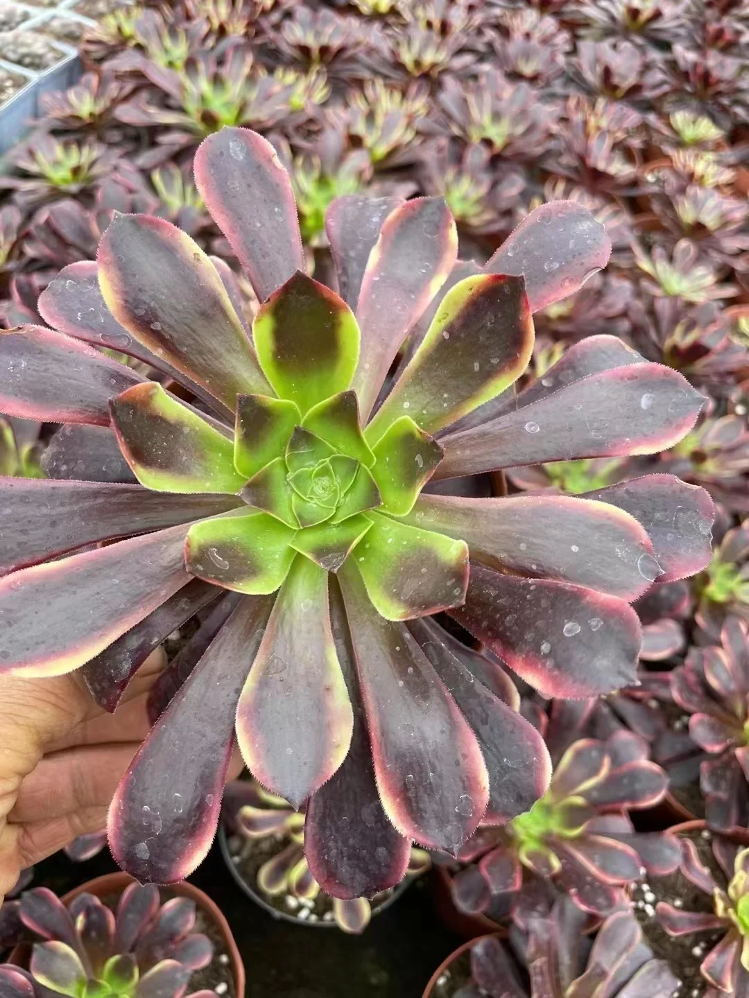 plant Aeonium Echeveria Haworthia  Caudex  Lithops Cactus  Agave 