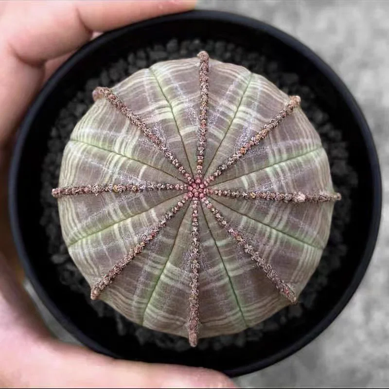 plant Aeonium Echeveria Haworthia  Caudex  Lithops Cactus  Agave 