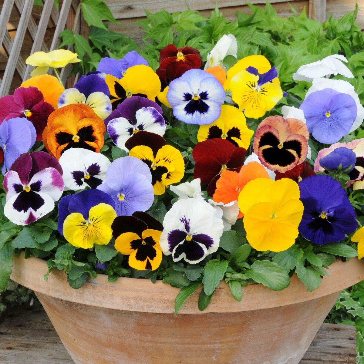 100Pcs Pansy Giant Fancy Mix Seeds Jonyparkseed®