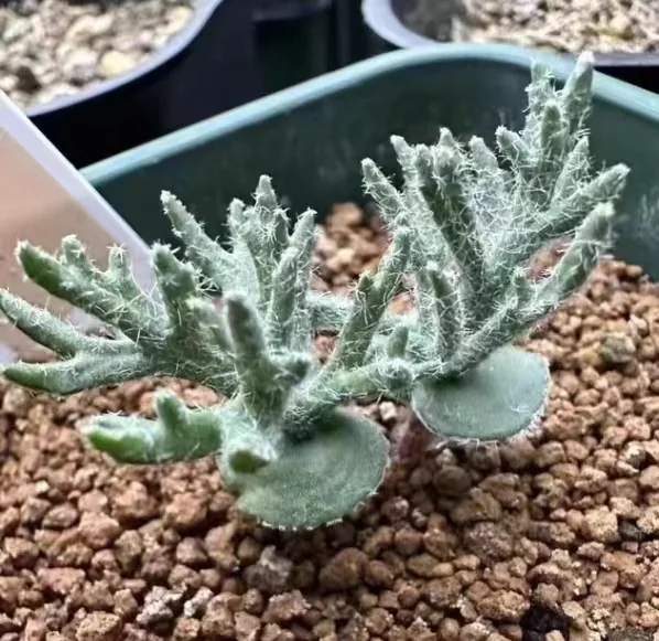 plant Aeonium Echeveria Haworthia  Caudex  Lithops Cactus  Agave 