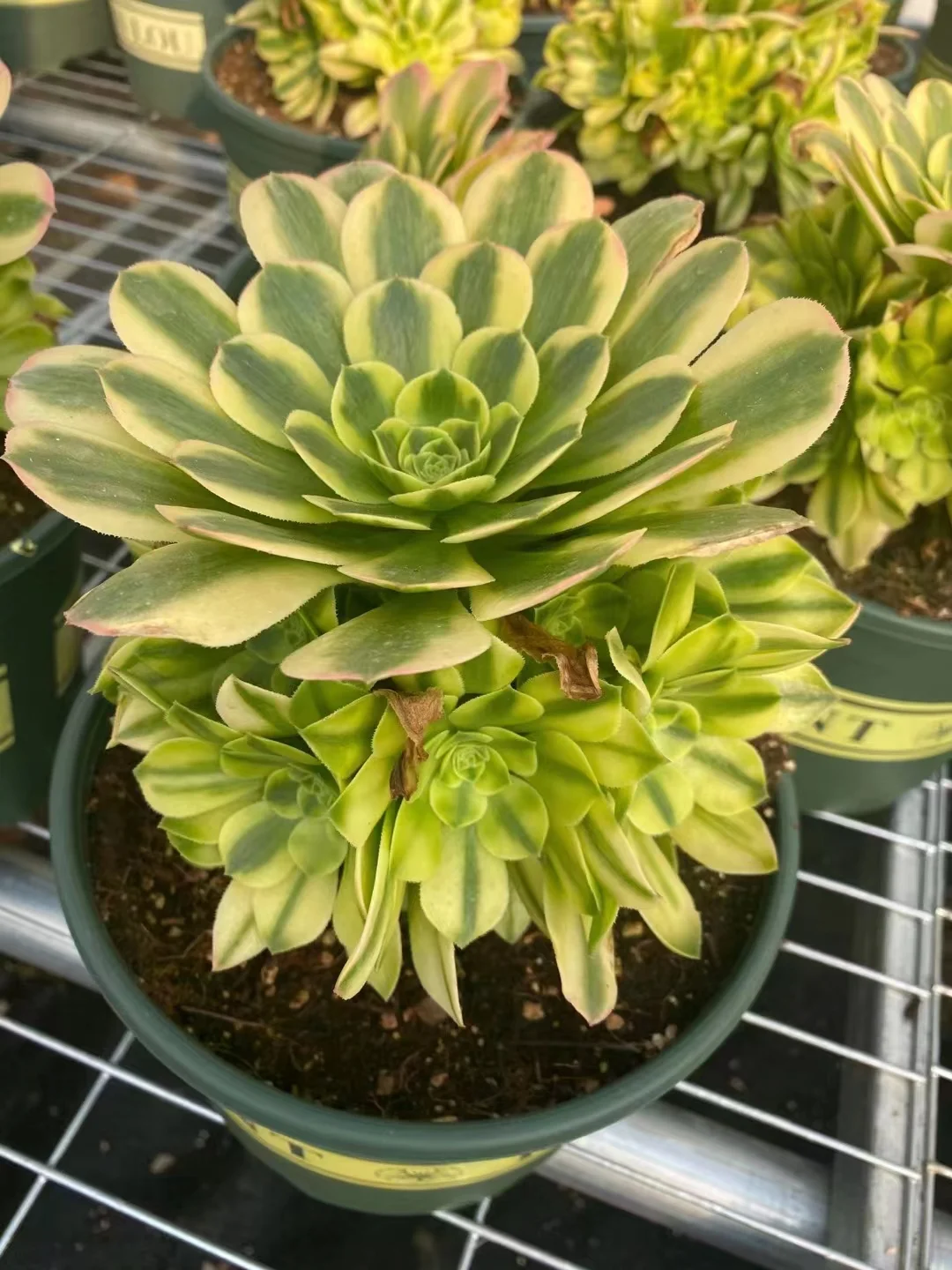 plant Aeonium Echeveria Haworthia  Caudex  Lithops Cactus  Agave 