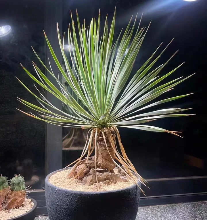 plant Aeonium Echeveria Haworthia  Caudex  Lithops Cactus  Agave 