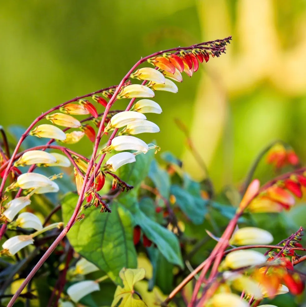 Firecracker Vine Ipomoea Lobata Seeds