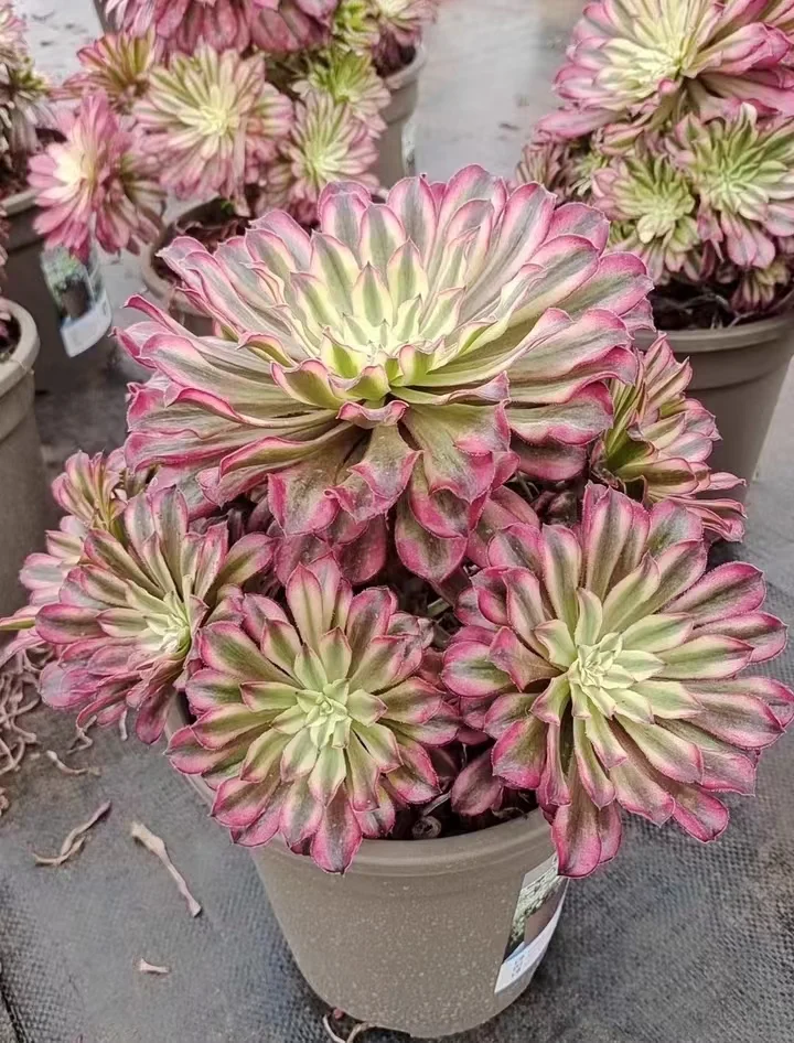25. Fairy ink cluster 20-25cm 10 heads/ Aeonium cluster/ Aeonium plants / Garden landscape / Carefully select healthy plants