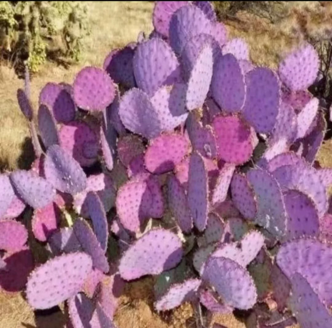 1052.Opuntia santarita Santa Rita Purple Prickly Pear Cactus / Cactus plants / Succulent plants / Garden landscape / Carefully select healthy plants