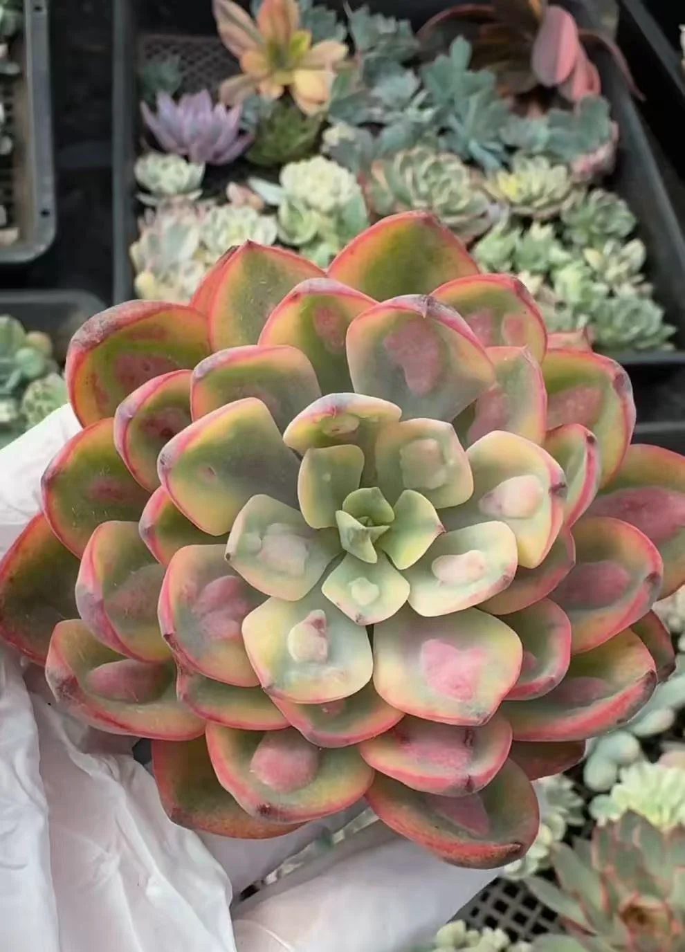 plant Aeonium Echeveria Haworthia  Caudex  Lithops Cactus  Agave 