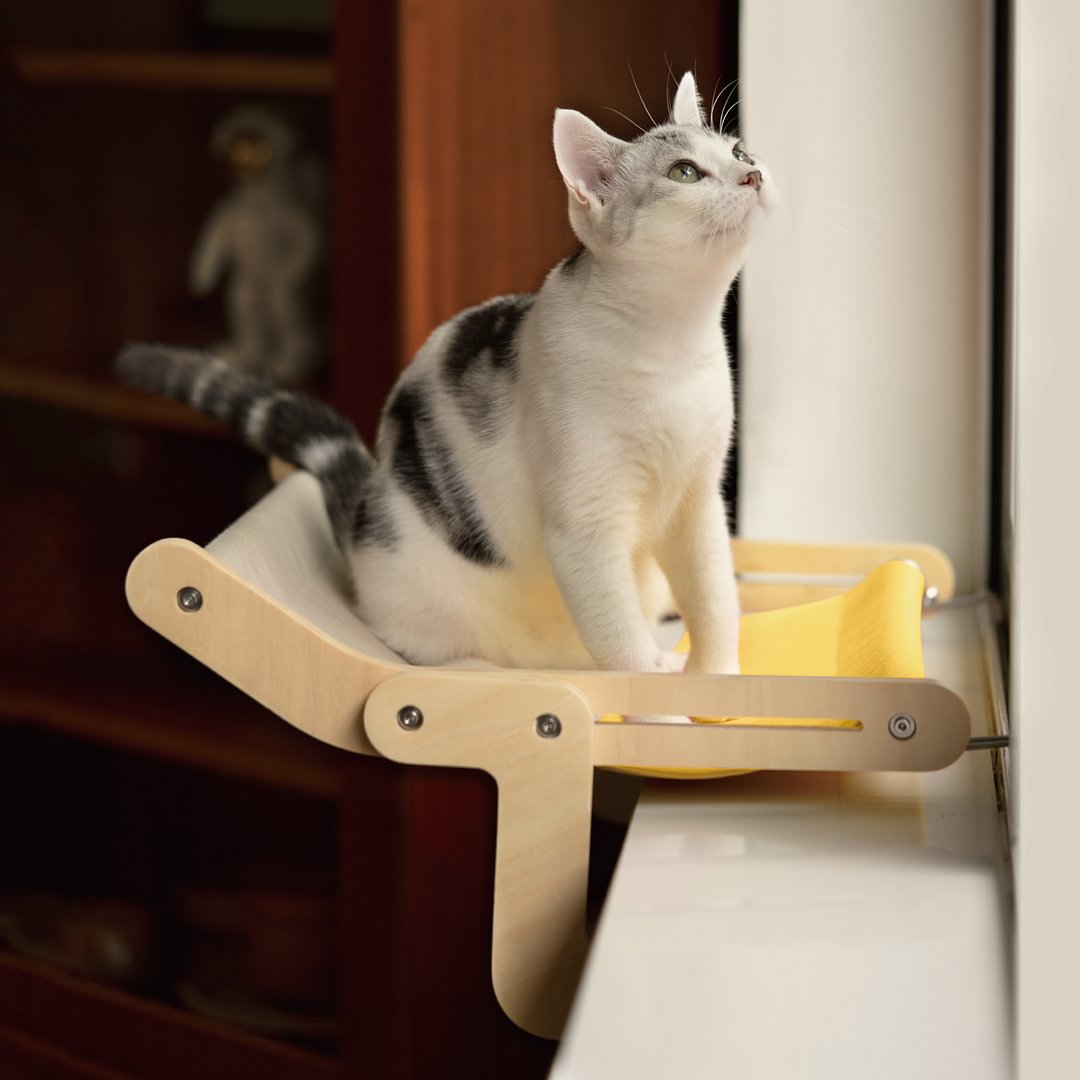 cat window perch yellow