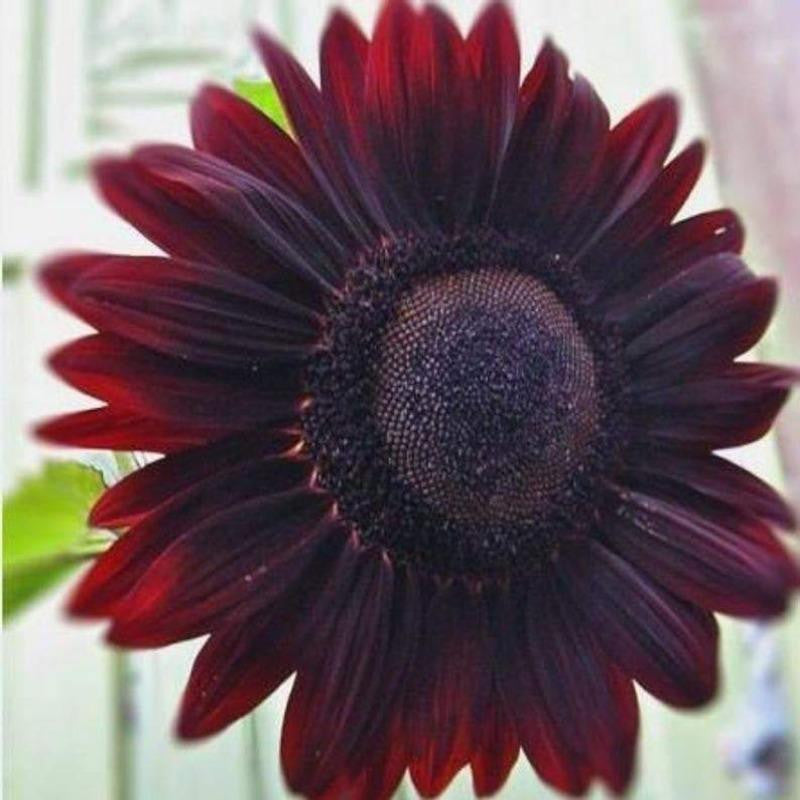 50Pcs Velvet Queen Sunflower Seeds Jonyparkseed®