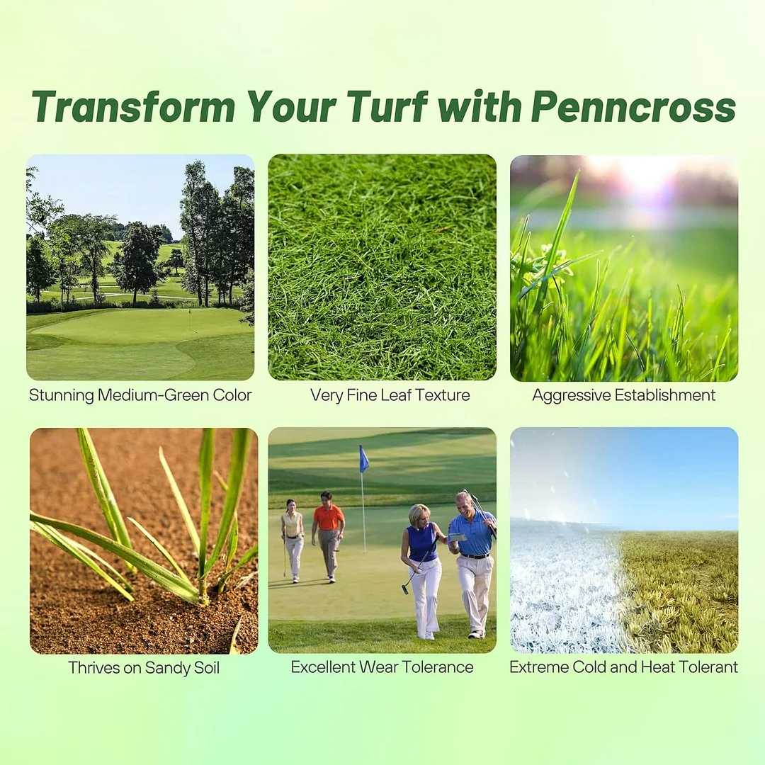 PC2.0 (Penncross) Creeping Bent Grass