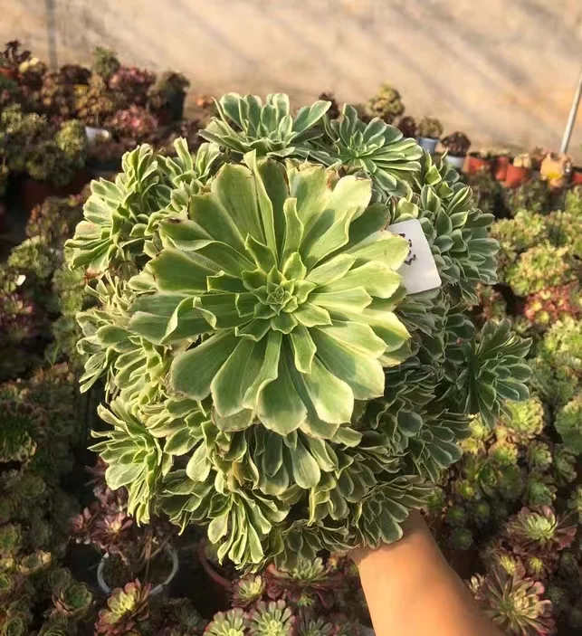 plant Aeonium Echeveria Haworthia  Caudex  Lithops Cactus  Agave 