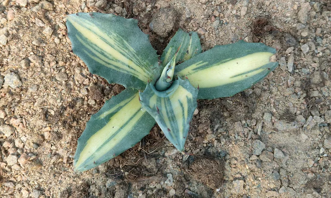 plant Aeonium Echeveria Haworthia  Caudex  Lithops Cactus  Agave 