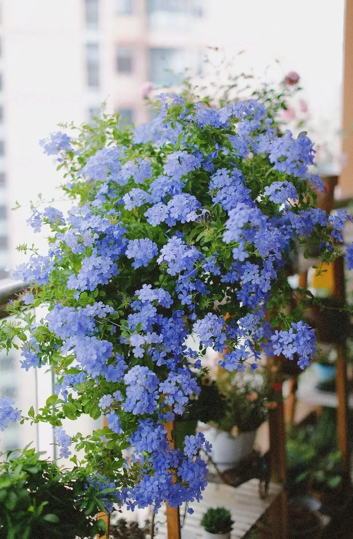 Blue Plumbago Flower Seeds - Blue Gem in the Garden
