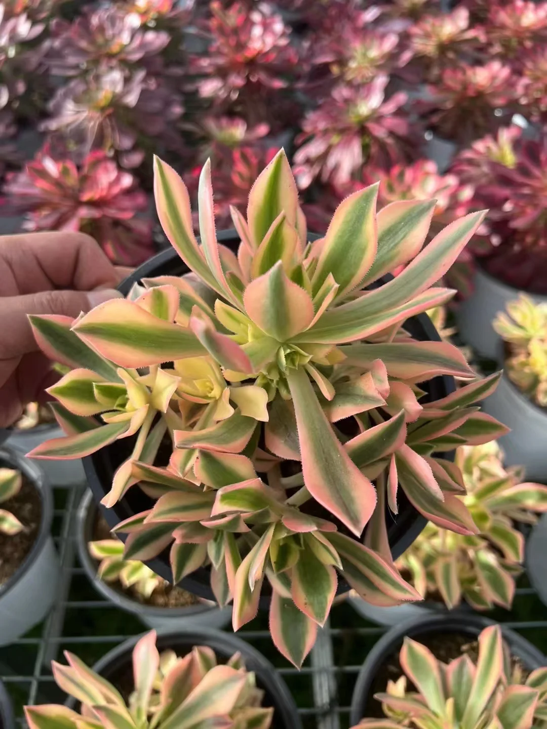 plant Aeonium Echeveria Haworthia  Caudex  Lithops Cactus  Agave 