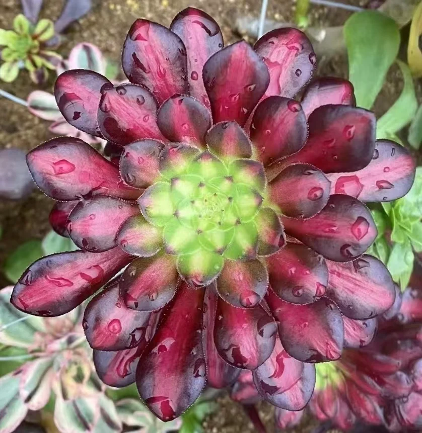 274.  Bronze face  single head and cutting/Aeonium plants/ Garden landscape / Carefully select healthy plants