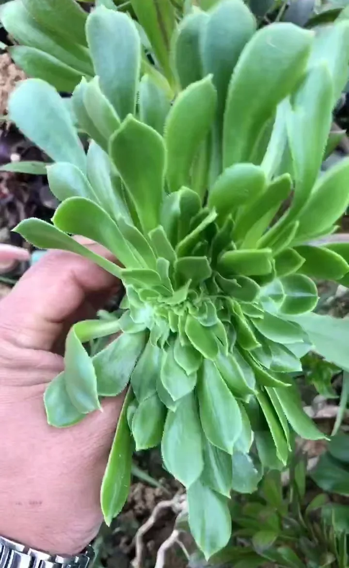 plant Aeonium Echeveria Haworthia  Caudex  Lithops Cactus  Agave 