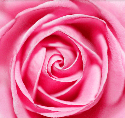 

Rose Floribunda – Paint By Numbers - 40*50CM, 501 Original