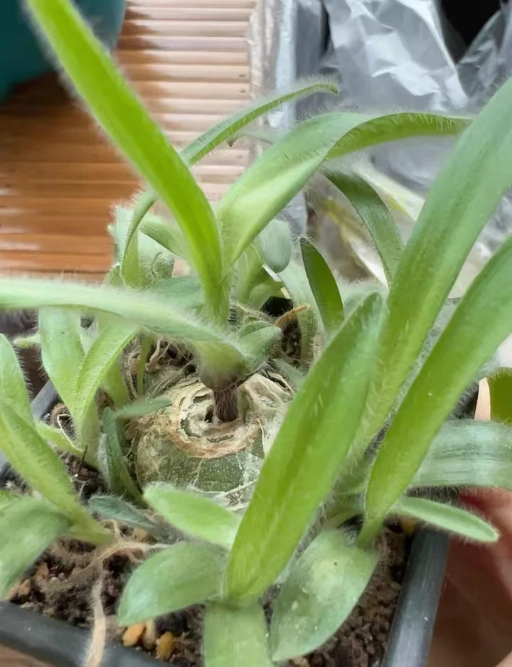 plant Aeonium Echeveria Haworthia  Caudex  Lithops Cactus  Agave 