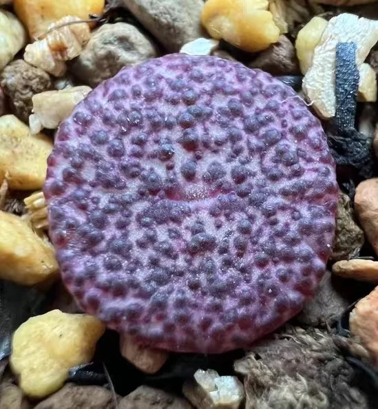 plant Aeonium Echeveria Haworthia  Caudex  Lithops Cactus  Agave 