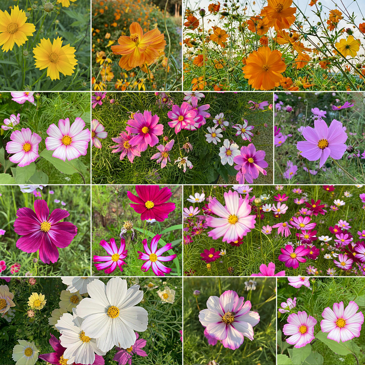 Mixed Cosmos Flower Seed 