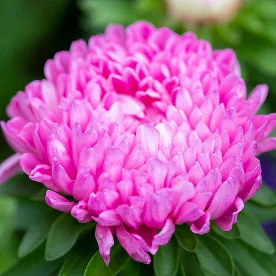 Callistephus 'Duchesse Mix' Seeds （Fall Sowing） Jonyparkseed®