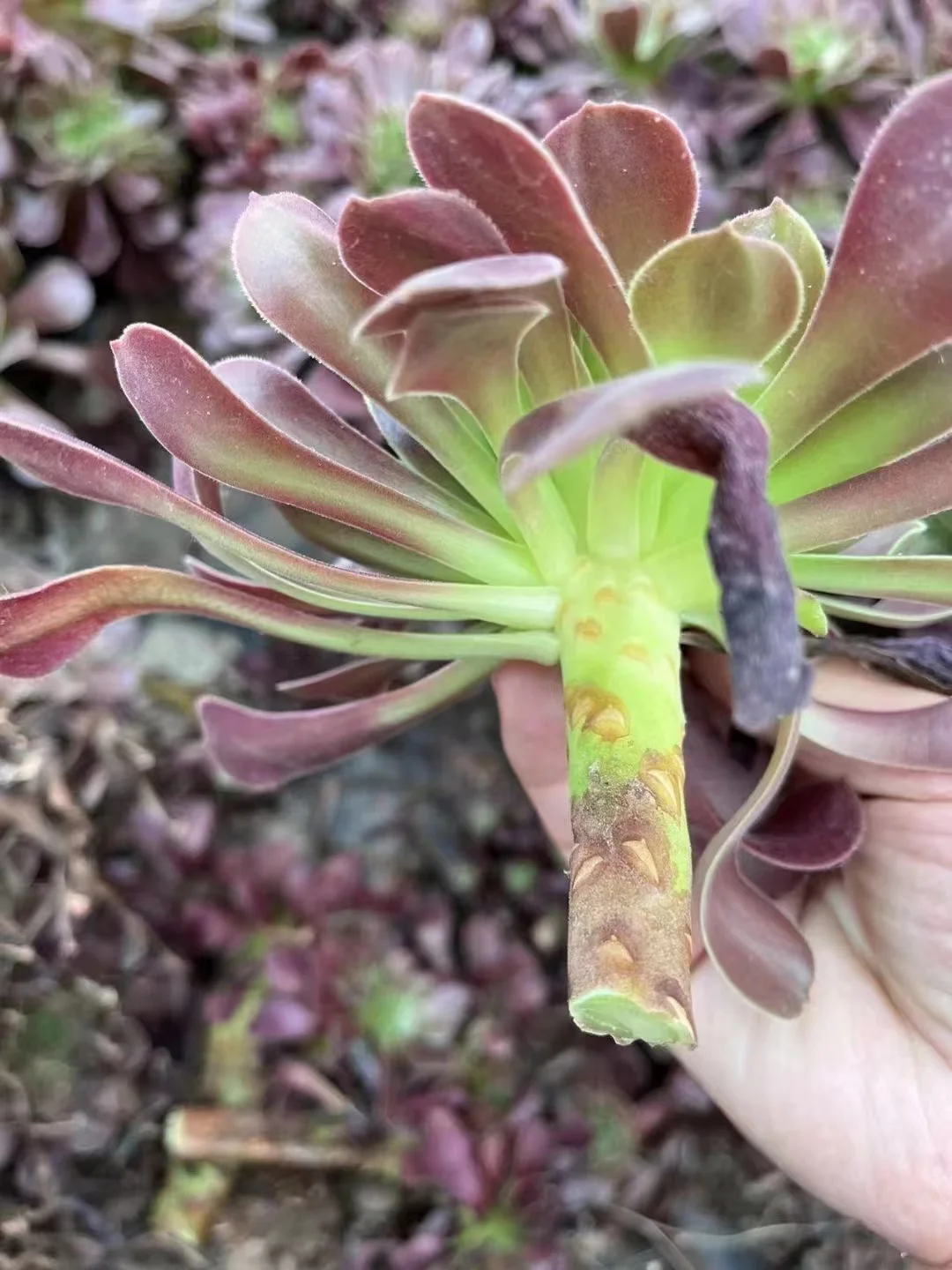 plant Aeonium Echeveria Haworthia  Caudex  Lithops Cactus  Agave 