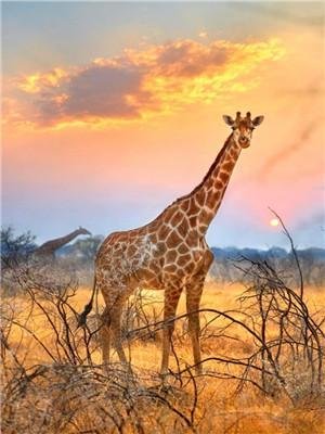 Animal Giraffe Paint By Numbers Kits UK For Adult Y5610