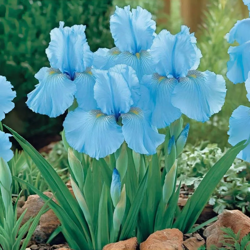 Zebra Iris🦓-Rare Iris Bulbs⚜️