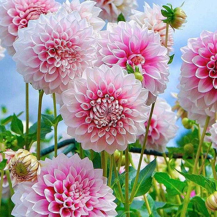 100Pcs Dahlia Bulb Flower Seeds