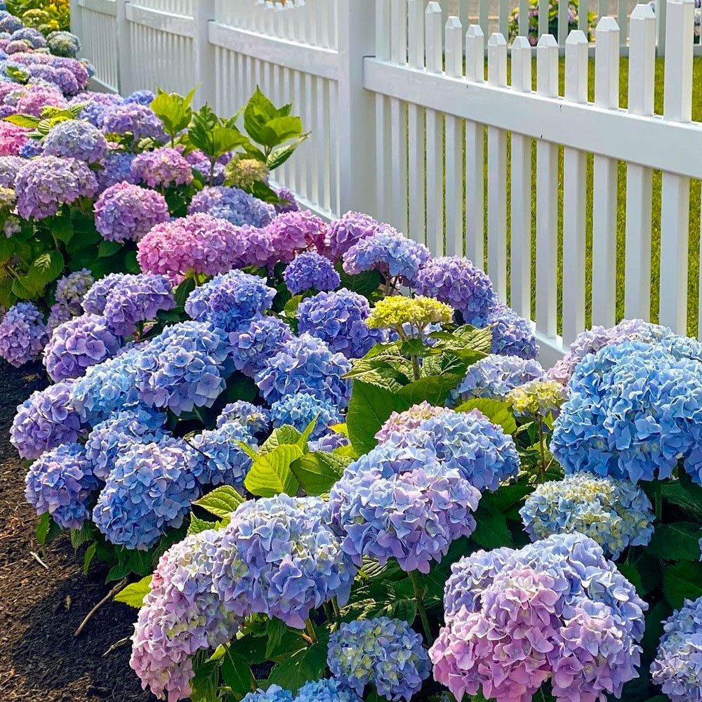 Hydrangea macrophylla | Pink Blue Sunset