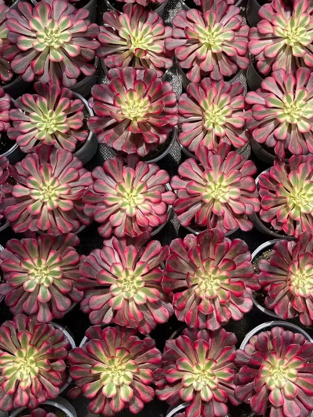 plant Aeonium Echeveria Haworthia  Caudex  Lithops Cactus  Agave 