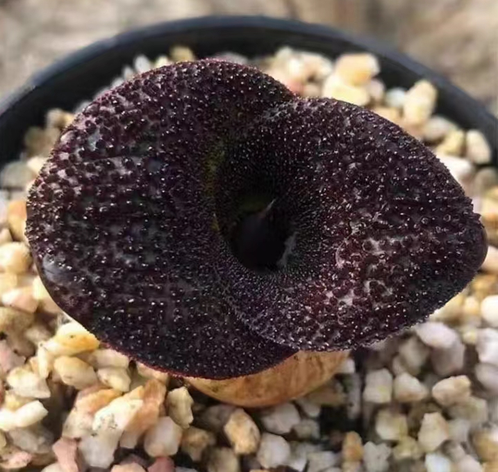 766. Hyacinthaceae Massonia pustulata  1.5-2cm / Caudex / Succulent plants / Garden landscape / Carefully select healthy plants