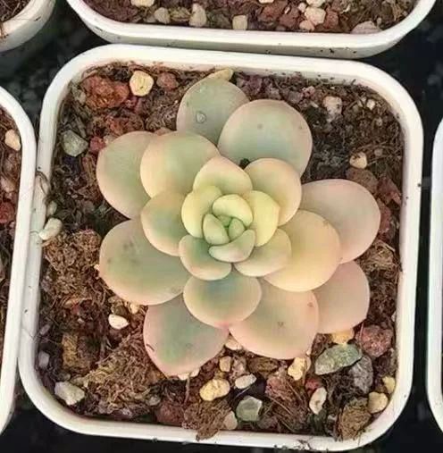 plant Aeonium Echeveria Haworthia  Caudex  Lithops Cactus  Agave 