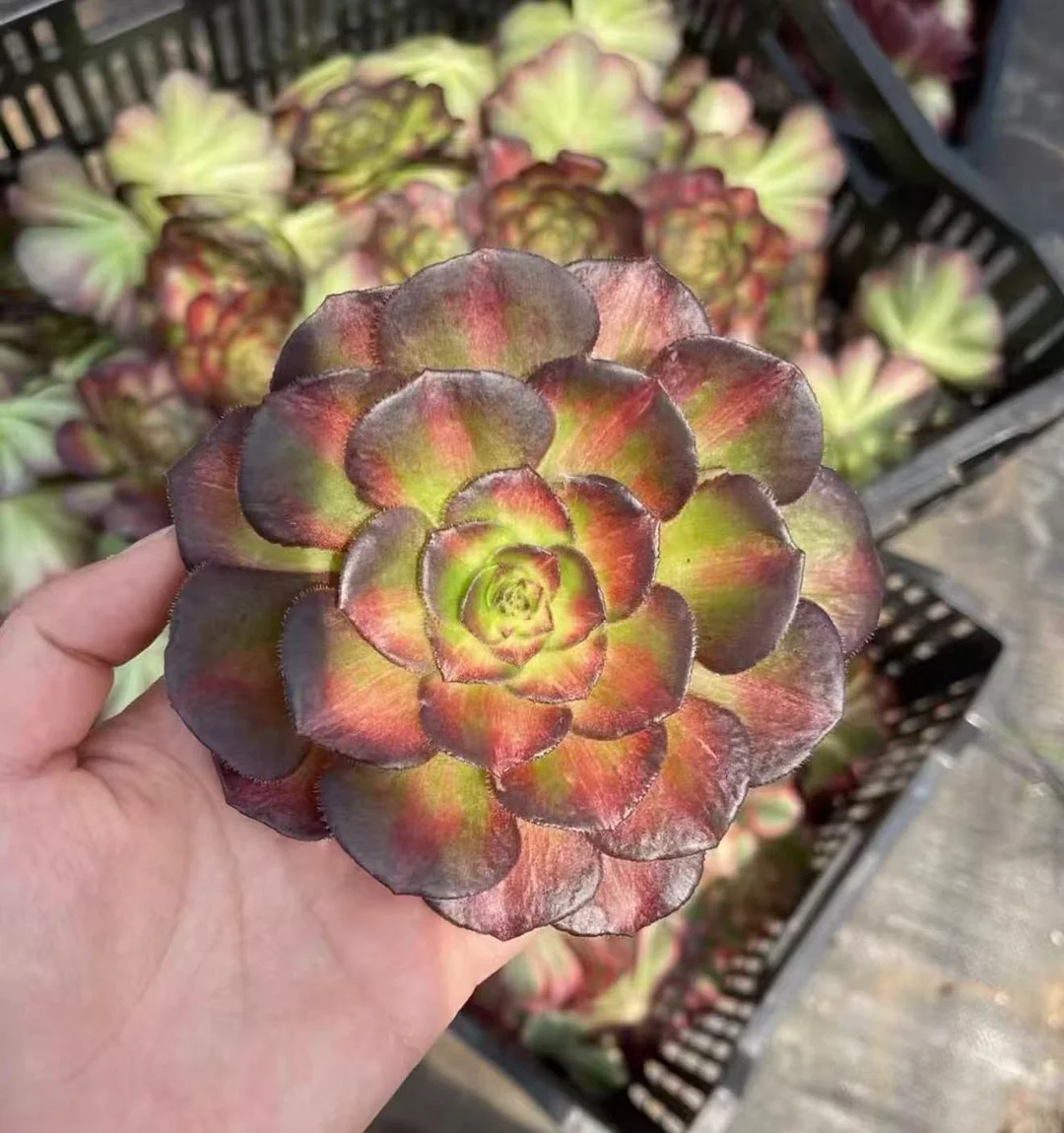 plant Aeonium Echeveria Haworthia  Caudex  Lithops Cactus  Agave 