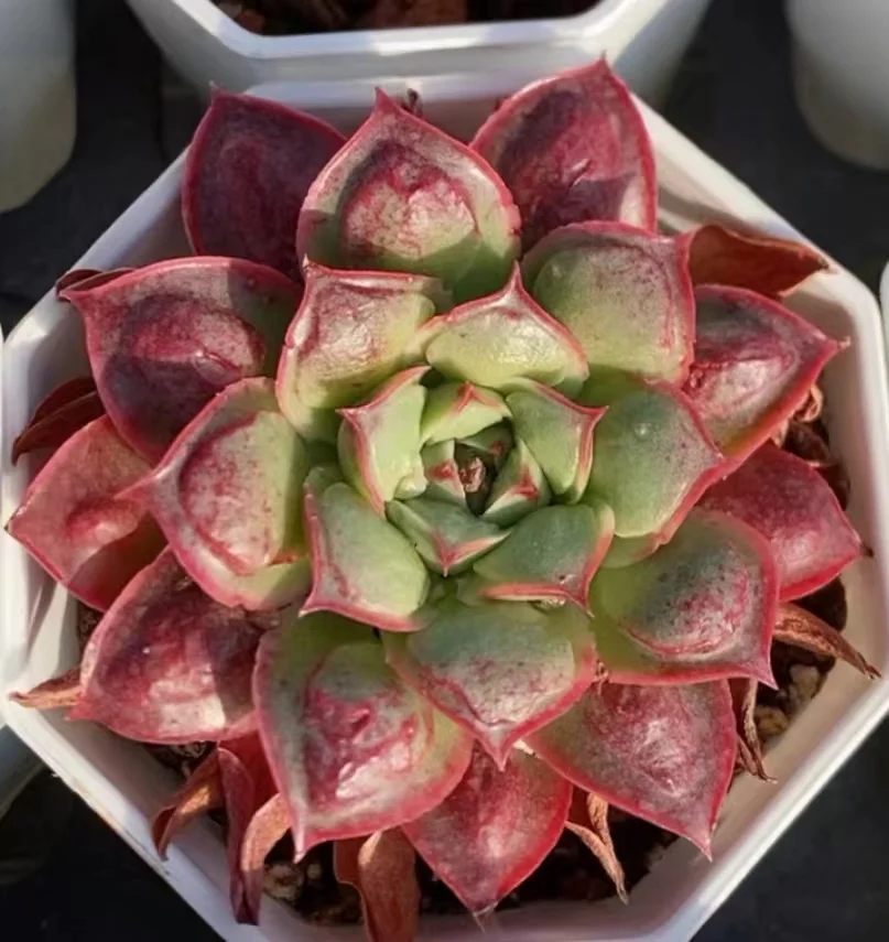 plant Aeonium Echeveria Haworthia  Caudex  Lithops Cactus  Agave 