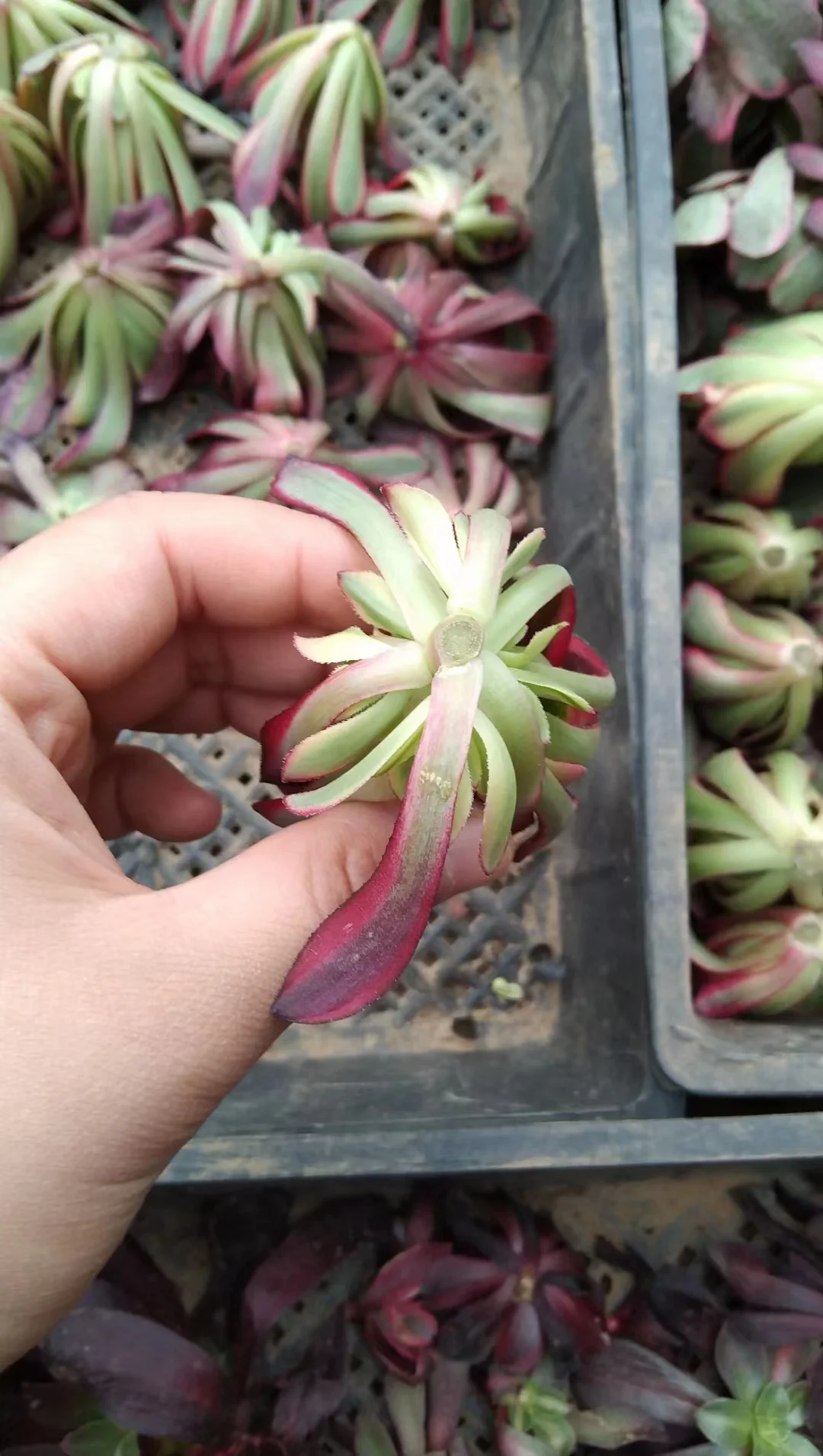 plant Aeonium Echeveria Haworthia  Caudex  Lithops Cactus  Agave 