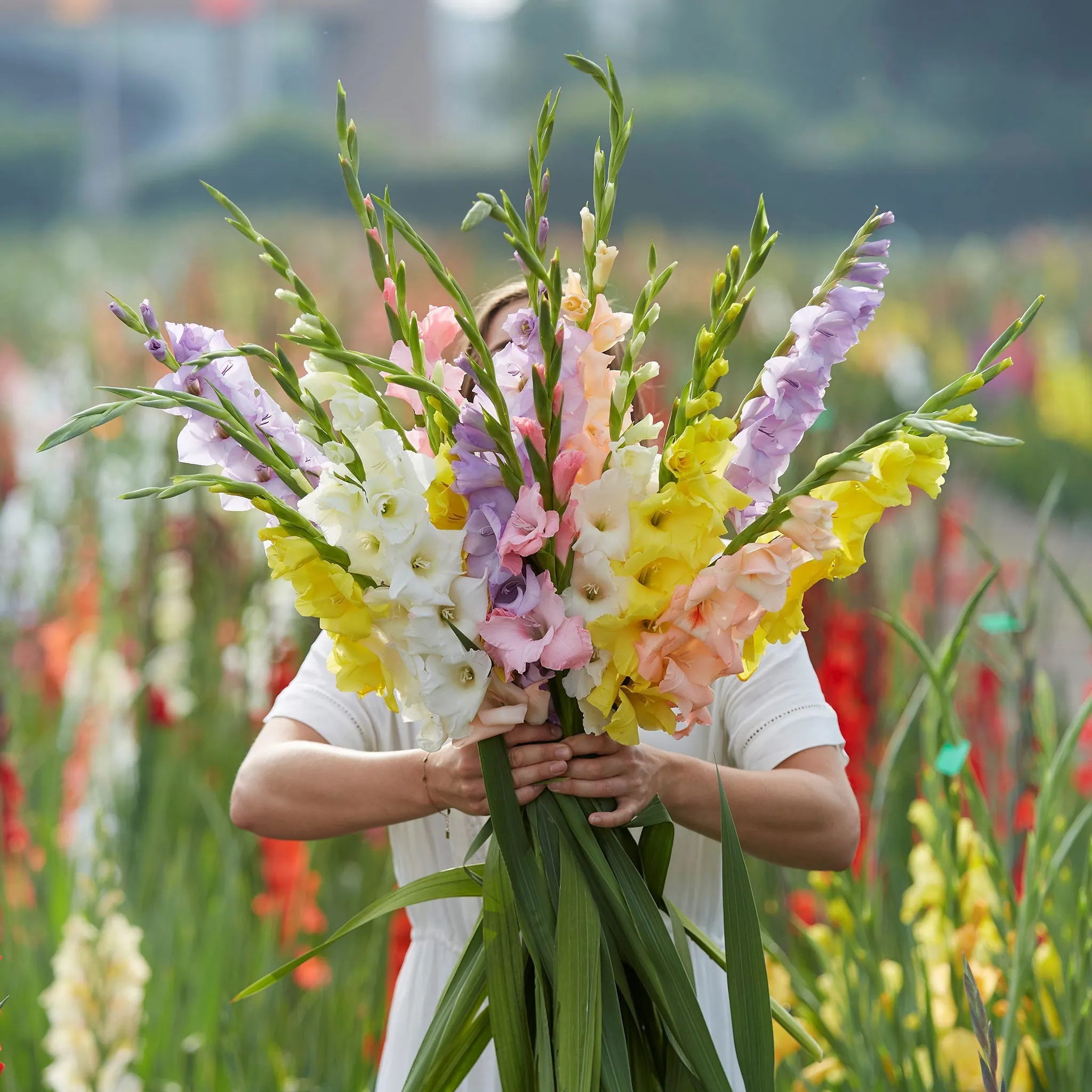 Gladiolus Bulbs - Monet's Garden Mix | Spring Flower Bulbs | Flower Bulb Farm