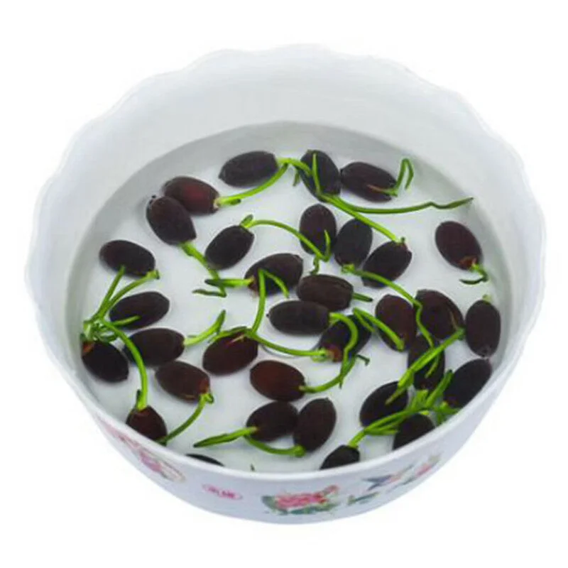 🔥【7 days germination】💐The Sacred Bonsai Bowl Lotus Flower