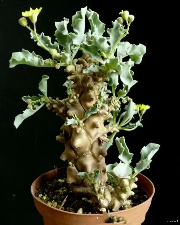 plant Aeonium Echeveria Haworthia  Caudex  Lithops Cactus  Agave 