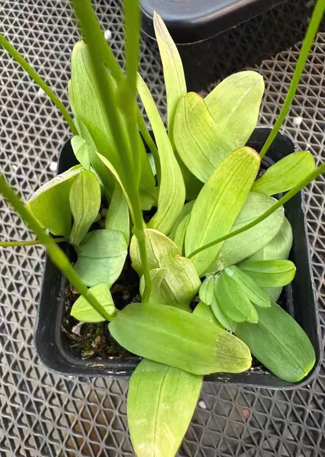 plant Aeonium Echeveria Haworthia  Caudex  Lithops Cactus  Agave 