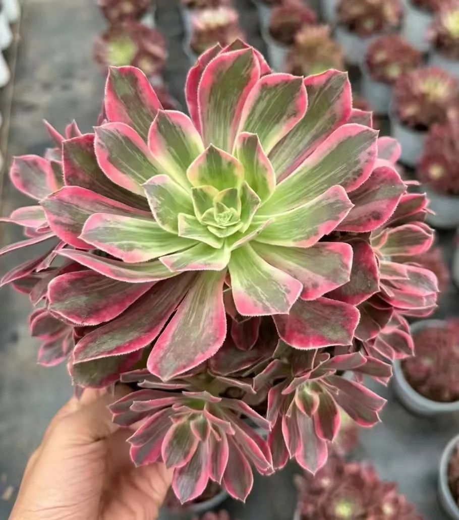 plant Aeonium Echeveria Haworthia  Caudex  Lithops Cactus  Agave 