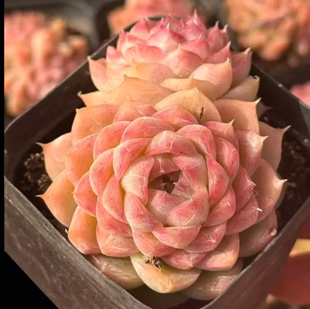 plant Aeonium Echeveria Haworthia  Caudex  Lithops Cactus  Agave 
