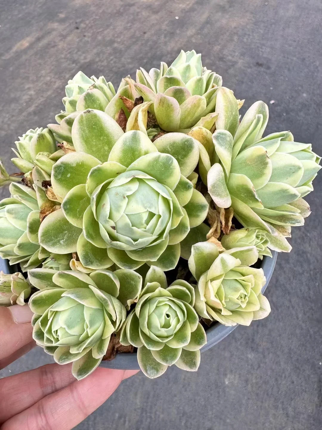 plant Aeonium Echeveria Haworthia  Caudex  Lithops Cactus  Agave 