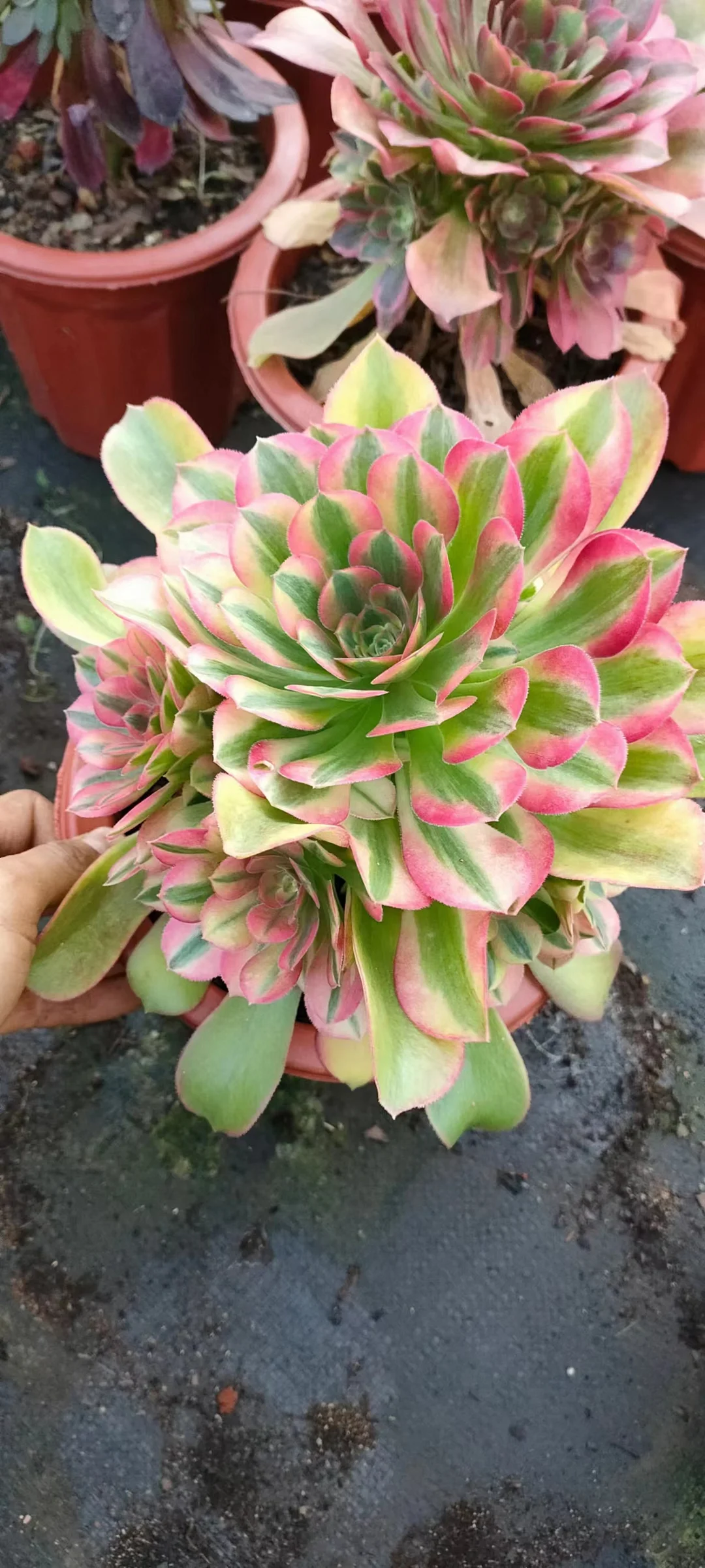 plant Aeonium Echeveria Haworthia  Caudex  Lithops Cactus  Agave 