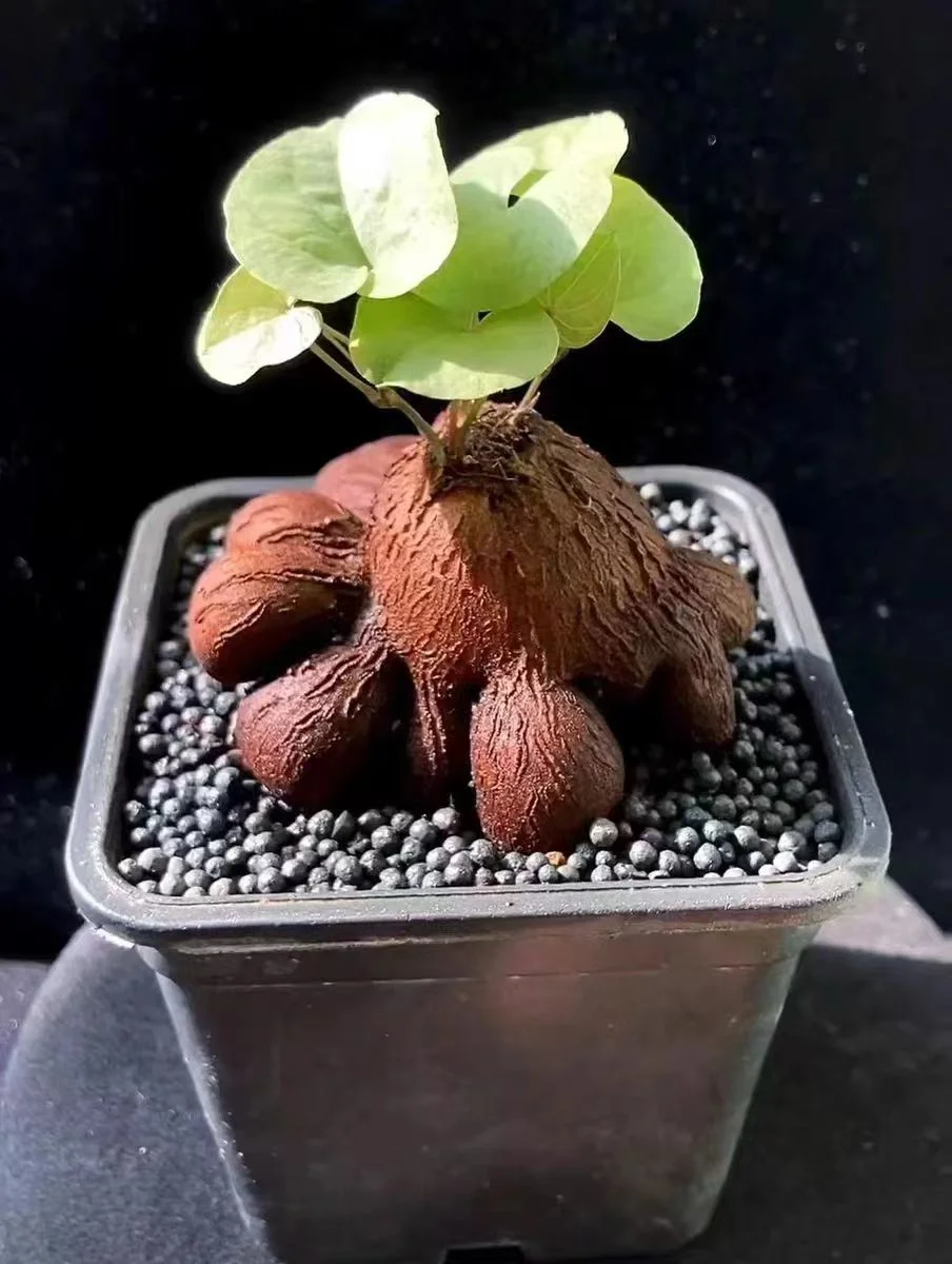 plant Aeonium Echeveria Haworthia  Caudex  Lithops Cactus  Agave 