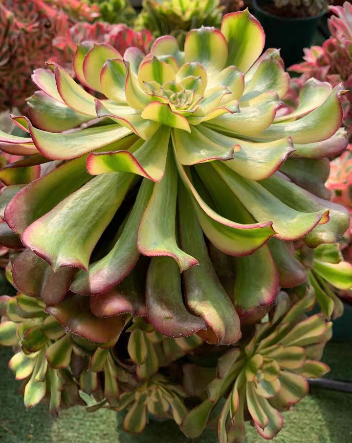 plant Aeonium Echeveria Haworthia  Caudex  Lithops Cactus  Agave 